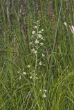 Mountain Deathcamas, Zigadenus elegans