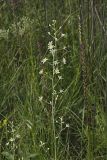 Mountain Deathcamas, Zigadenus elegans
