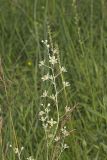 Mountain Deathcamas, Zigadenus elegans