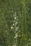 Mountain Deathcamas, Zigadenus elegans