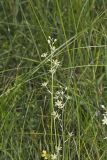Mountain Deathcamas, Zigadenus elegans