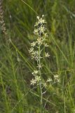 Mountain Deathcamas, Zigadenus elegans