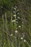 Mountain Deathcamas, Zigadenus elegans