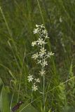 Mountain Deathcamas, Zigadenus elegans