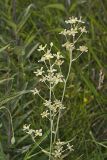 Mountain Deathcamas, Zigadenus elegans