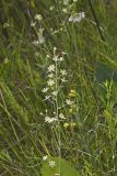 Mountain Deathcamas, Zigadenus elegans