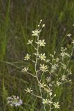 Mountain Deathcamas, Zigadenus elegans