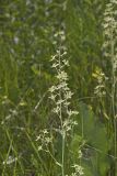Mountain Deathcamas, Zigadenus elegans