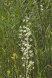 Mountain Deathcamas, Zigadenus elegans