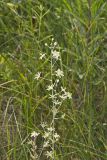 Mountain Deathcamas, Zigadenus elegans