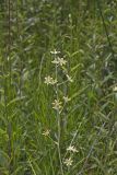 Mountain Deathcamas, Zigadenus elegans