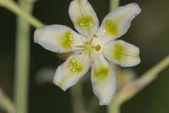 Mountain Deathcamas