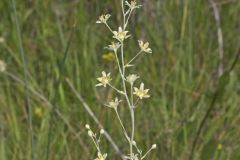 Mountain Deathcamas, Anticlea elegans