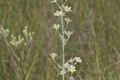 Mountain Deathcamas, Anticlea elegans