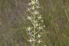 Mountain Deathcamas, Anticlea elegans