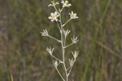 Mountain Deathcamas, Anticlea elegans