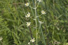 Mountain Deathcamas, Anticlea elegans