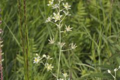 Mountain Deathcamas, Anticlea elegans