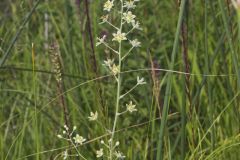 Mountain Deathcamas, Anticlea elegans