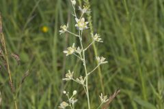 Mountain Deathcamas, Anticlea elegans