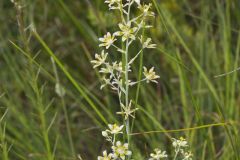 Mountain Deathcamas, Anticlea elegans