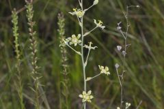 Mountain Deathcamas, Anticlea elegans