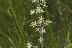 Mountain Deathcamas, Anticlea elegans