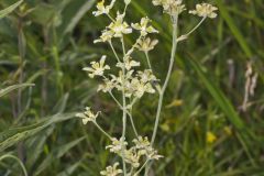Mountain Deathcamas, Anticlea elegans