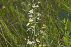 Mountain Deathcamas, Anticlea elegans