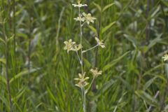 Mountain Deathcamas, Anticlea elegans