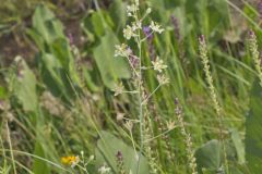 Mountain Deathcamas, Anticlea elegans