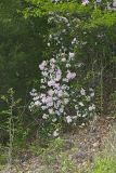Mountain Laurel, Kalmia latifolia