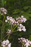 Mountain Laurel, Kalmia latifolia