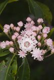 Mountain Laurel, Kalmia latifolia