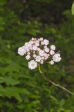 Mountain Laurel, Kalmia latifolia
