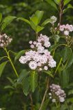 Mountain Laurel, Kalmia latifolia