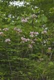 Mountain Laurel, Kalmia latifolia
