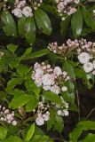 Mountain Laurel, Kalmia latifolia