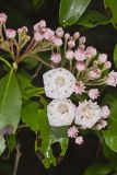 Mountain Laurel, Kalmia latifolia