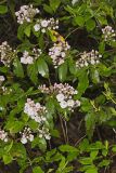 Mountain Laurel, Kalmia latifolia
