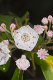 Mountain Laurel, Kalmia latifolia