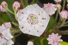 Ericaceae, Heath Family