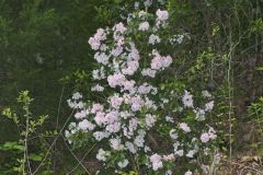 Mountain Laurel, Kalmia latifolia