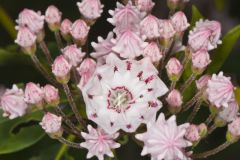 Mountain Laurel, Kalmia latifolia