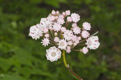 Mountain Laurel, Kalmia latifolia