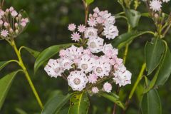 Mountain Laurel, Kalmia latifolia