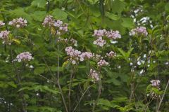 Mountain Laurel, Kalmia latifolia