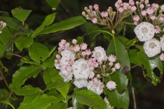 Mountain Laurel, Kalmia latifolia