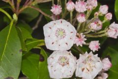 Mountain Laurel, Kalmia latifolia