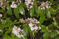 Mountain Laurel, Kalmia latifolia